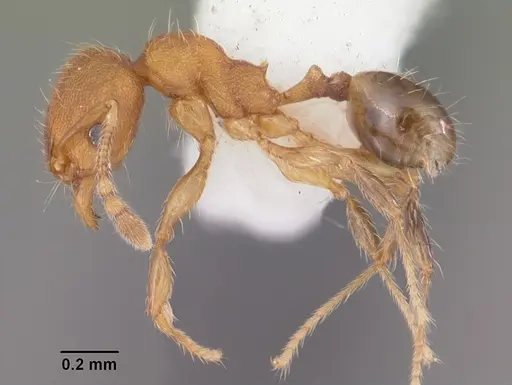 Pheidole navigans - CASENT0104526