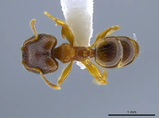 Pheidole navigans - CASENT0639192