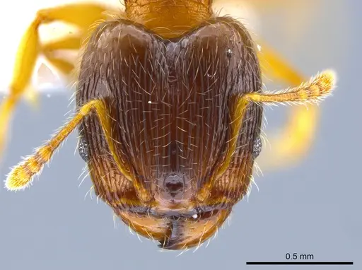 Pheidole navigans - CASENT0639192