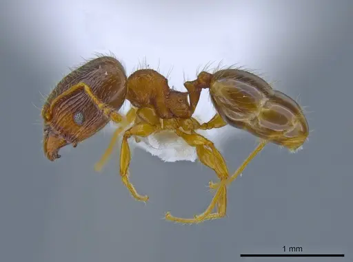Pheidole navigans - CASENT0639192