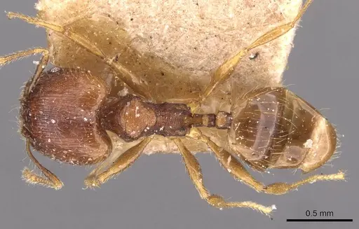 Pheidole navigans - CASENT0908269