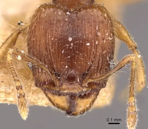 Pheidole navigans - CASENT0908269