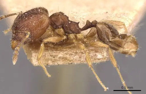 Pheidole navigans - CASENT0908269