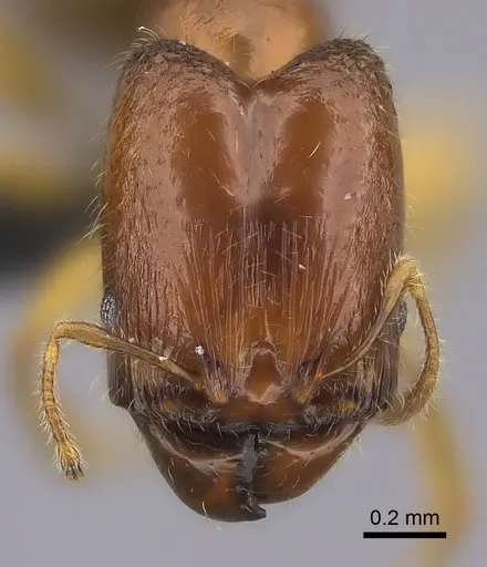 Pheidole navoatrensis specimen