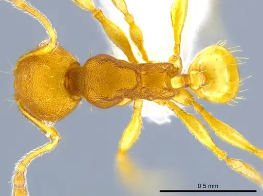 Pheidole nebulosa specimen