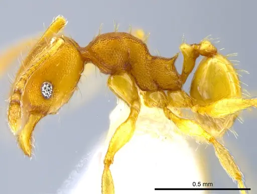 Pheidole nebulosa specimen