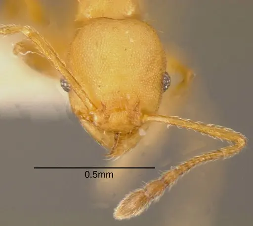 Pheidole nebulosa - CASENT0635497