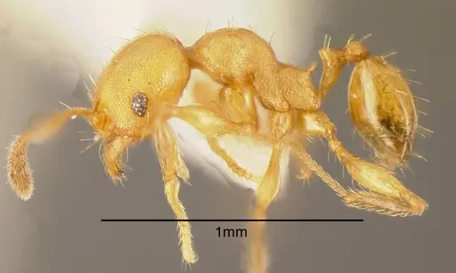 Pheidole nebulosa - CASENT0635497
