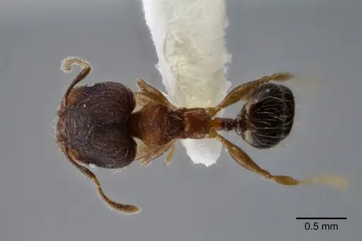Pheidole nebulosa - CASENT0649605