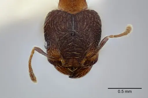 Pheidole nebulosa - CASENT0649605