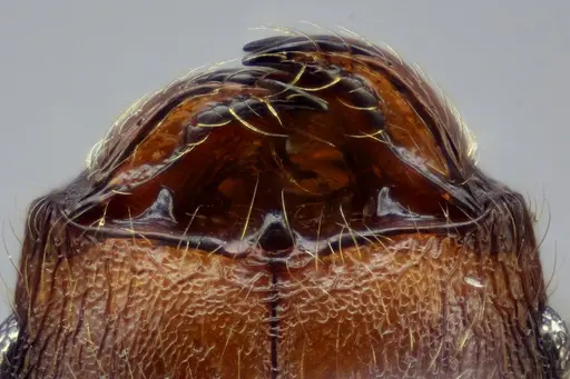 Pheidole nebulosa - CASENT0649605