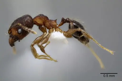 Pheidole nebulosa - CASENT0649605