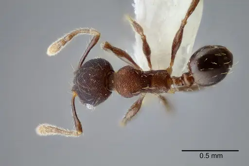 Pheidole nebulosa - CASENT0649606