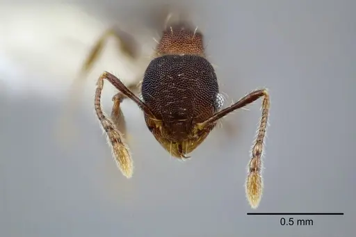 Pheidole nebulosa - CASENT0649606