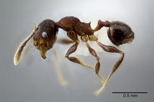 Pheidole nebulosa - CASENT0649606