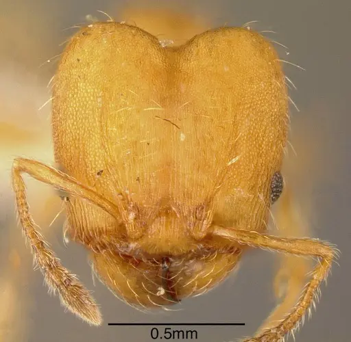 Pheidole nebulosa - INBIOCRI001237483