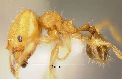 Pheidole nebulosa - INBIOCRI001237483