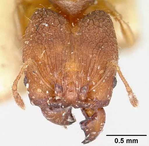 Pheidole nemoralis specimen
