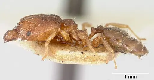 Pheidole nemoralis specimen