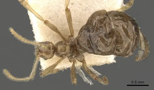 Pheidole neokohli specimen