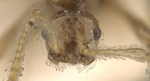 Pheidole neokohli specimen