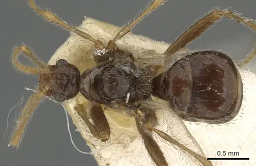 Pheidole neokohli - CASENT0901314