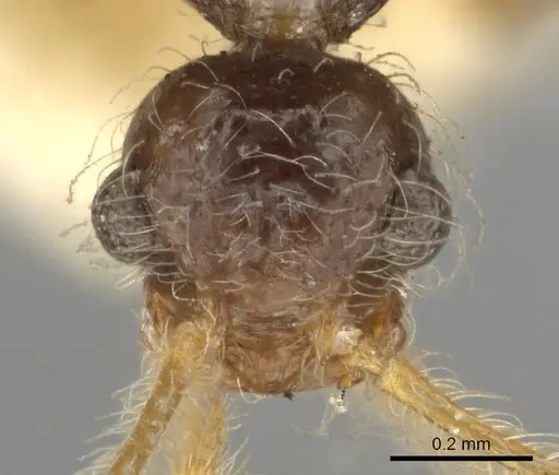 Pheidole neokohli - CASENT0901314