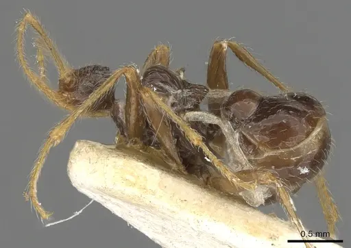 Pheidole neokohli - CASENT0901314