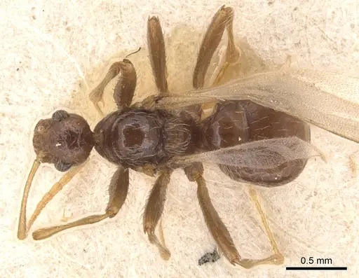 Pheidole neokohli - CASENT0904456