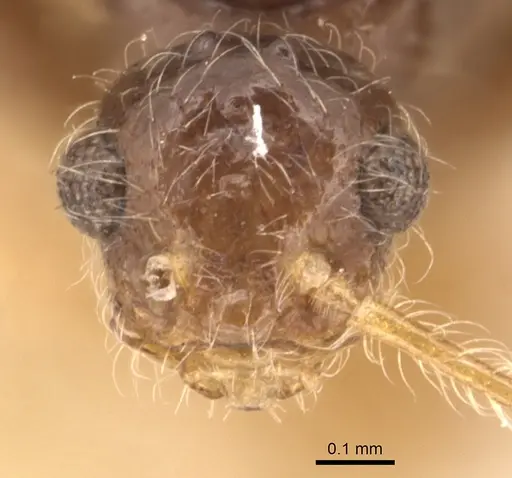 Pheidole neokohli - CASENT0904456