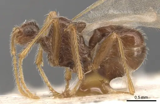 Pheidole neokohli - CASENT0904456