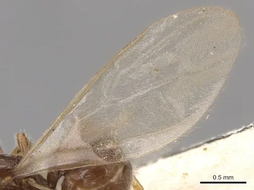 Pheidole neokohli - CASENT0904456