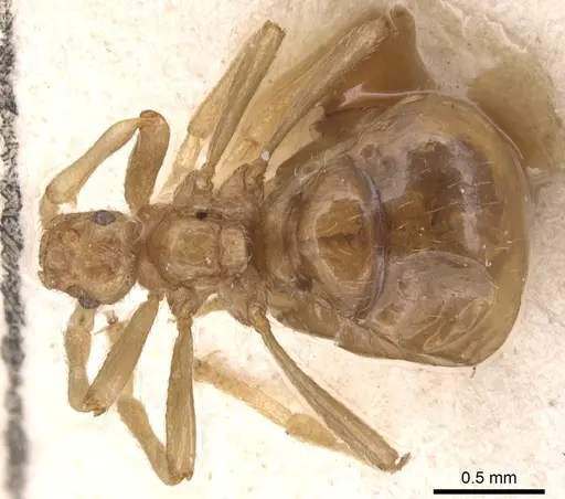 Pheidole neokohli - CASENT0904457