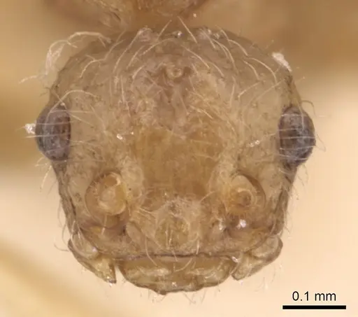 Pheidole neokohli - CASENT0904457