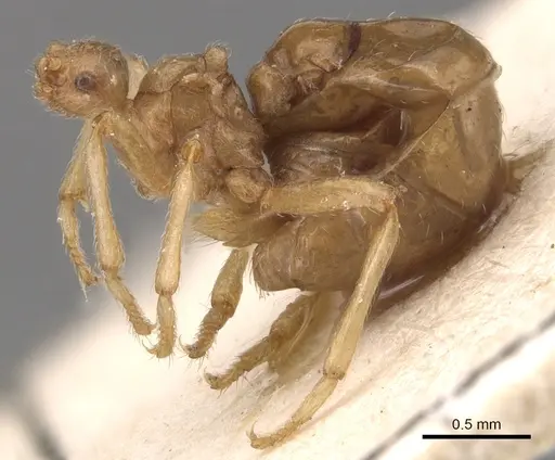 Pheidole neokohli - CASENT0904457