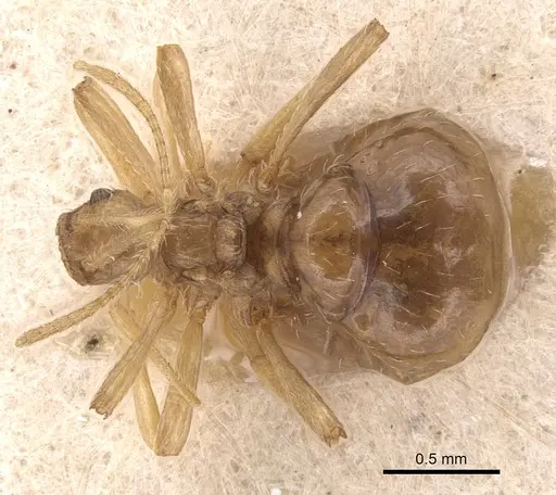 Pheidole neokohli - CASENT0904491