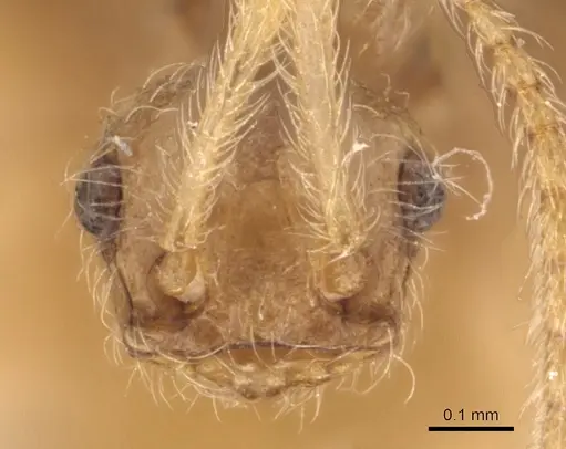 Pheidole neokohli - CASENT0904491