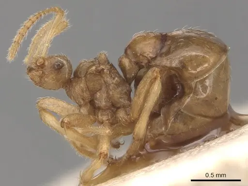 Pheidole neokohli - CASENT0904491