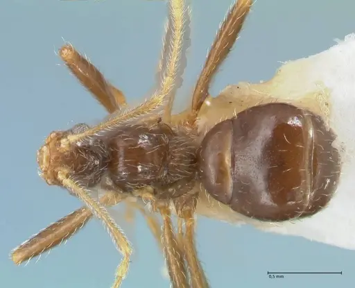 Pheidole neokohli - FOCOL1570