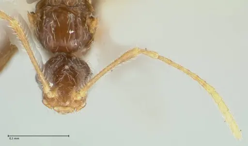 Pheidole neokohli - FOCOL1570