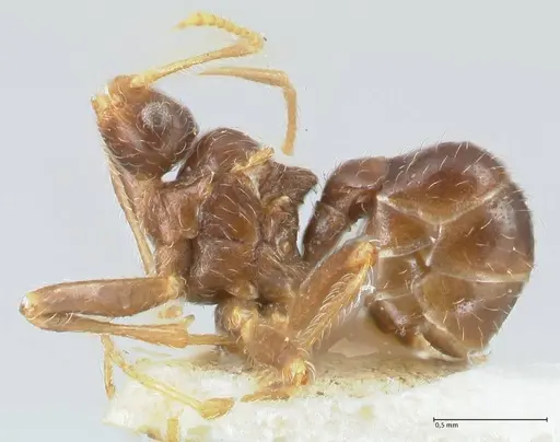 Pheidole neokohli - FOCOL1570