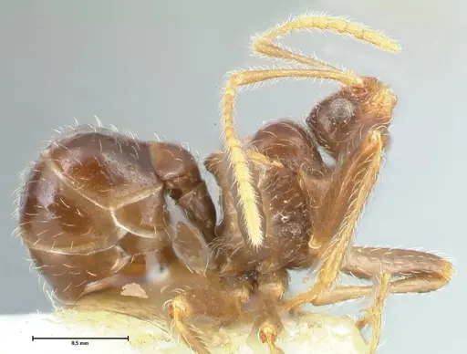 Pheidole neokohli - FOCOL1570