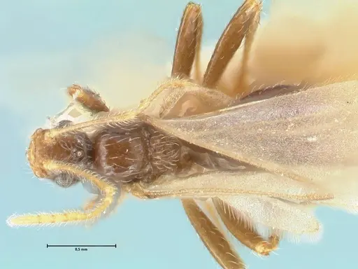 Pheidole neokohli - FOCOL1571
