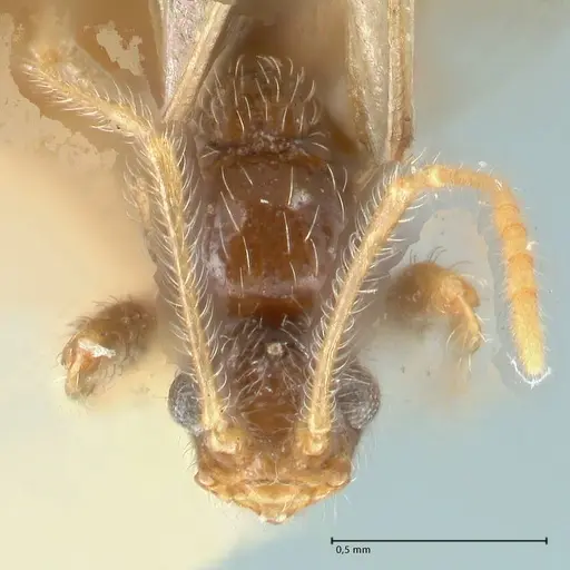 Pheidole neokohli - FOCOL1571