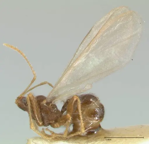 Pheidole neokohli - FOCOL1571