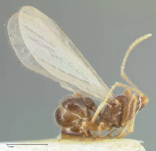Pheidole neokohli - FOCOL1571