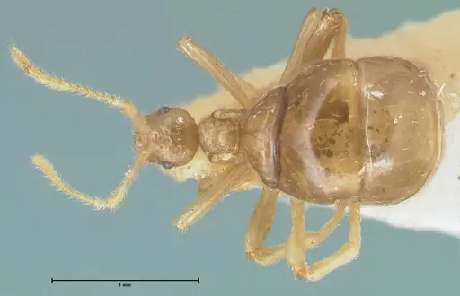 Pheidole neokohli - FOCOL1572
