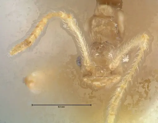 Pheidole neokohli - FOCOL1572