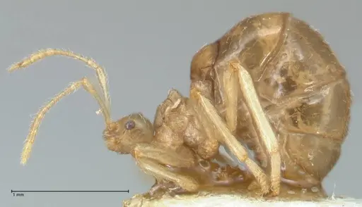 Pheidole neokohli - FOCOL1572