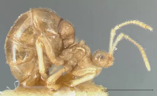 Pheidole neokohli - FOCOL1572